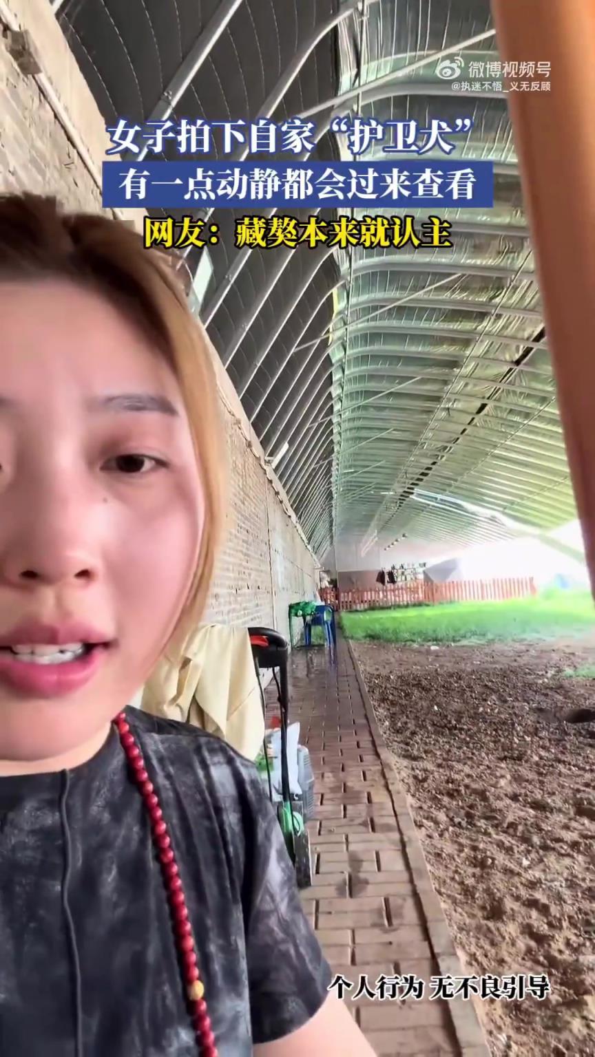 女子拍下自家认主藏獒：稍有动静便前来查看