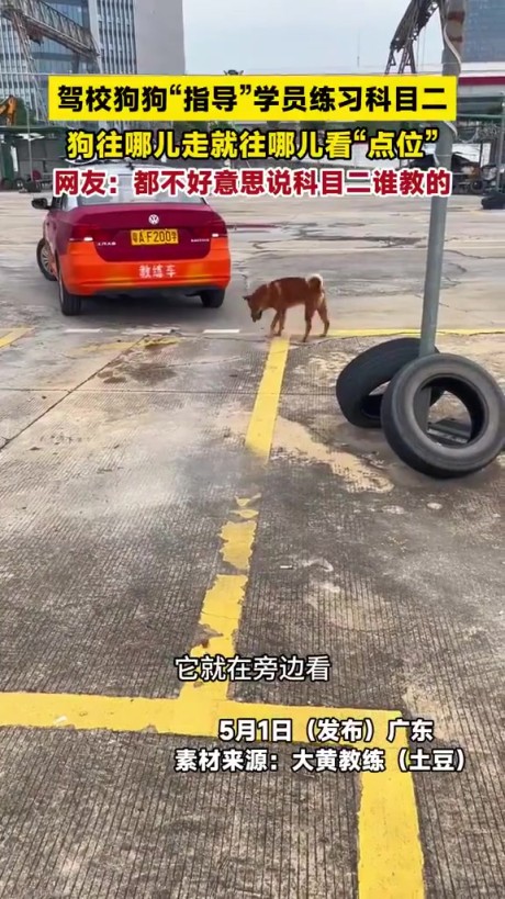 駕校狗狗指導(dǎo)學(xué)員練習(xí)科目二