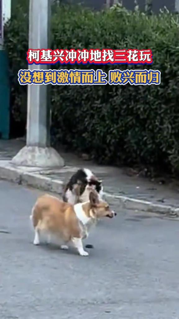 柯基兴冲冲地找三花玩，没想到激情而上，败兴而归！
