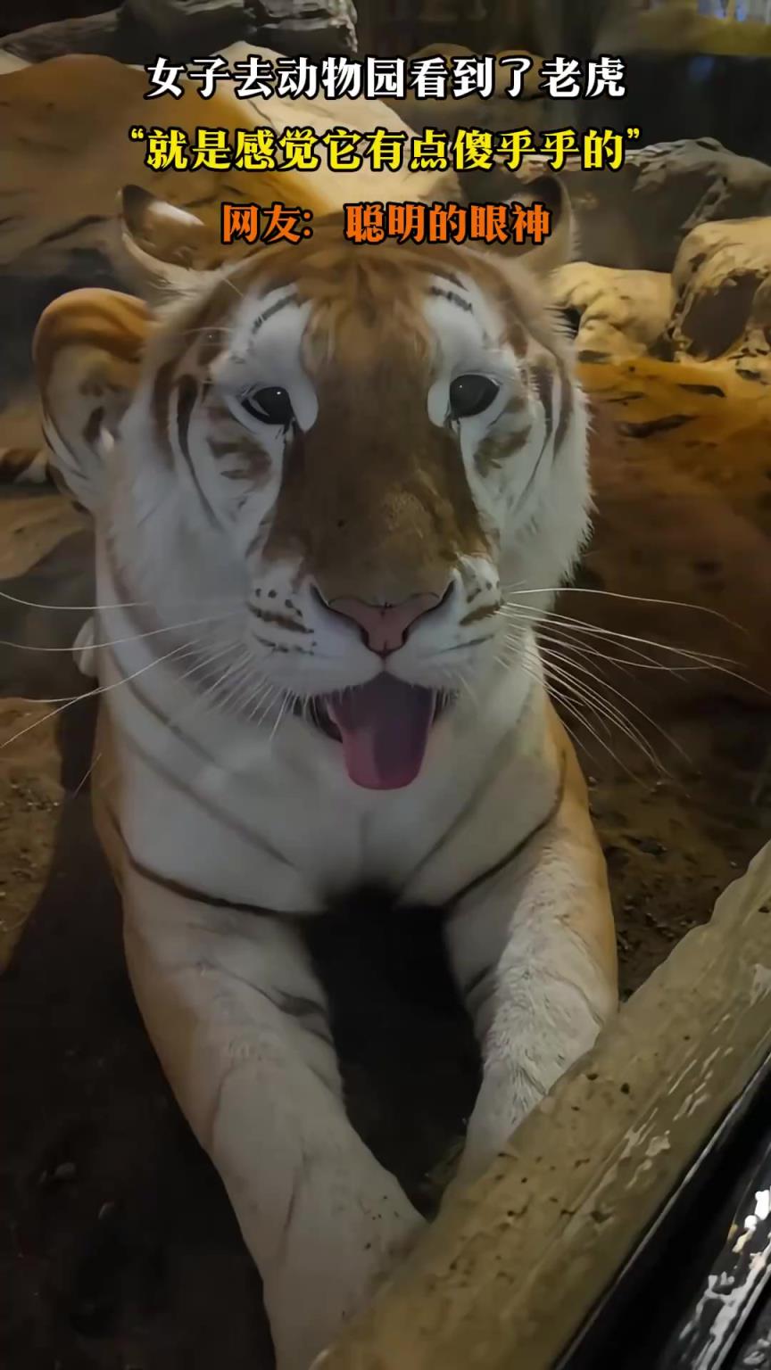 女子去動(dòng)物園看到了老虎，“就是感覺它有點(diǎn)傻乎乎的”