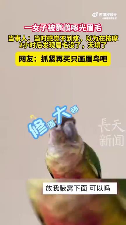 一女子被鹦鹉啄光眉毛，当事人：以为在按摩，发现天塌了