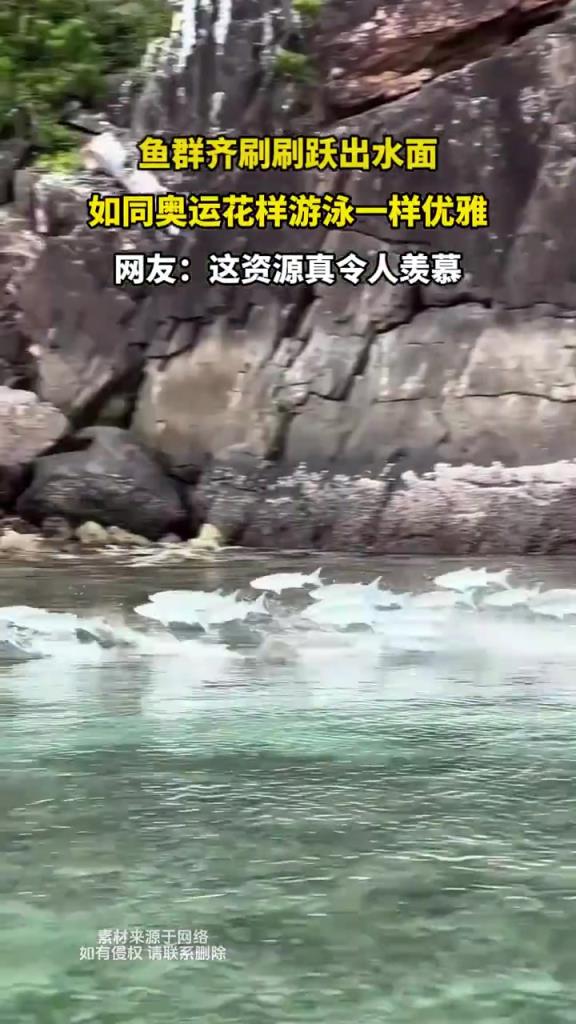 鱼群齐刷刷跃出水面 如同奥运花样游泳一样优雅
