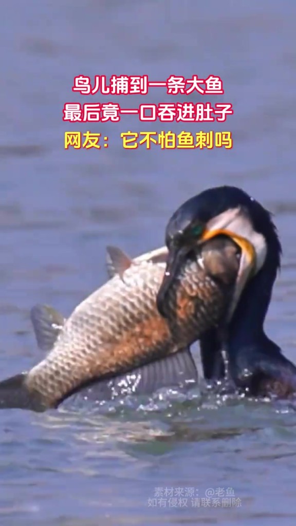 鳥(niǎo)兒捕到一條大魚(yú) 最后竟一口吞進(jìn)肚子
