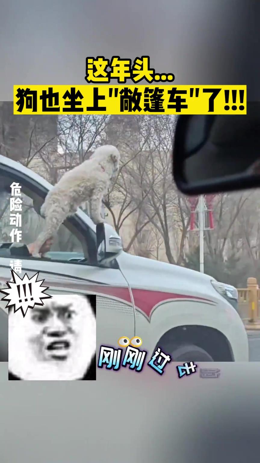 这年头！狗也坐上“敞篷车”了!
