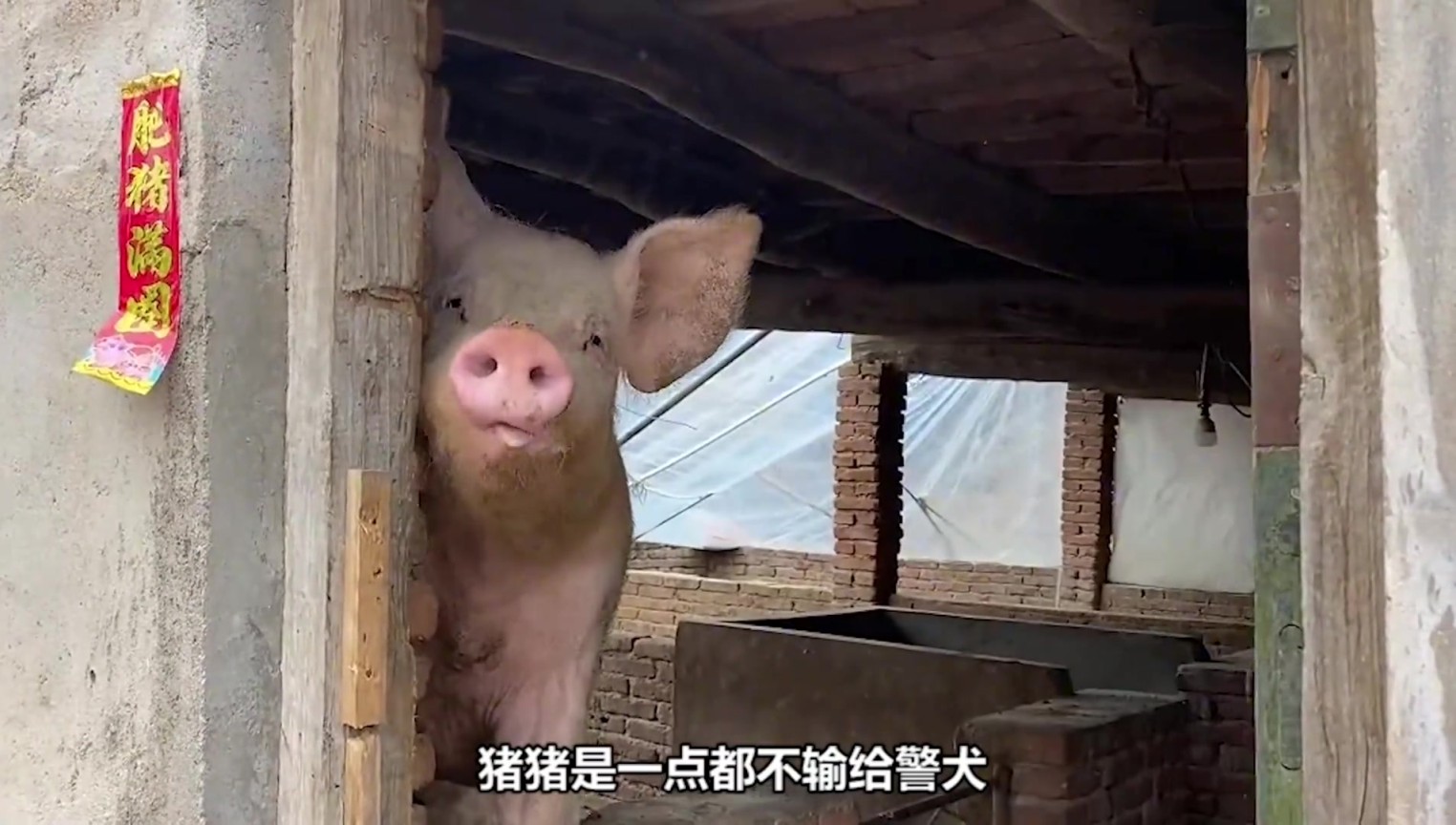 豬的嗅覺(jué)比狗更強(qiáng)，更聰明。為什么豬不能當(dāng)警豬