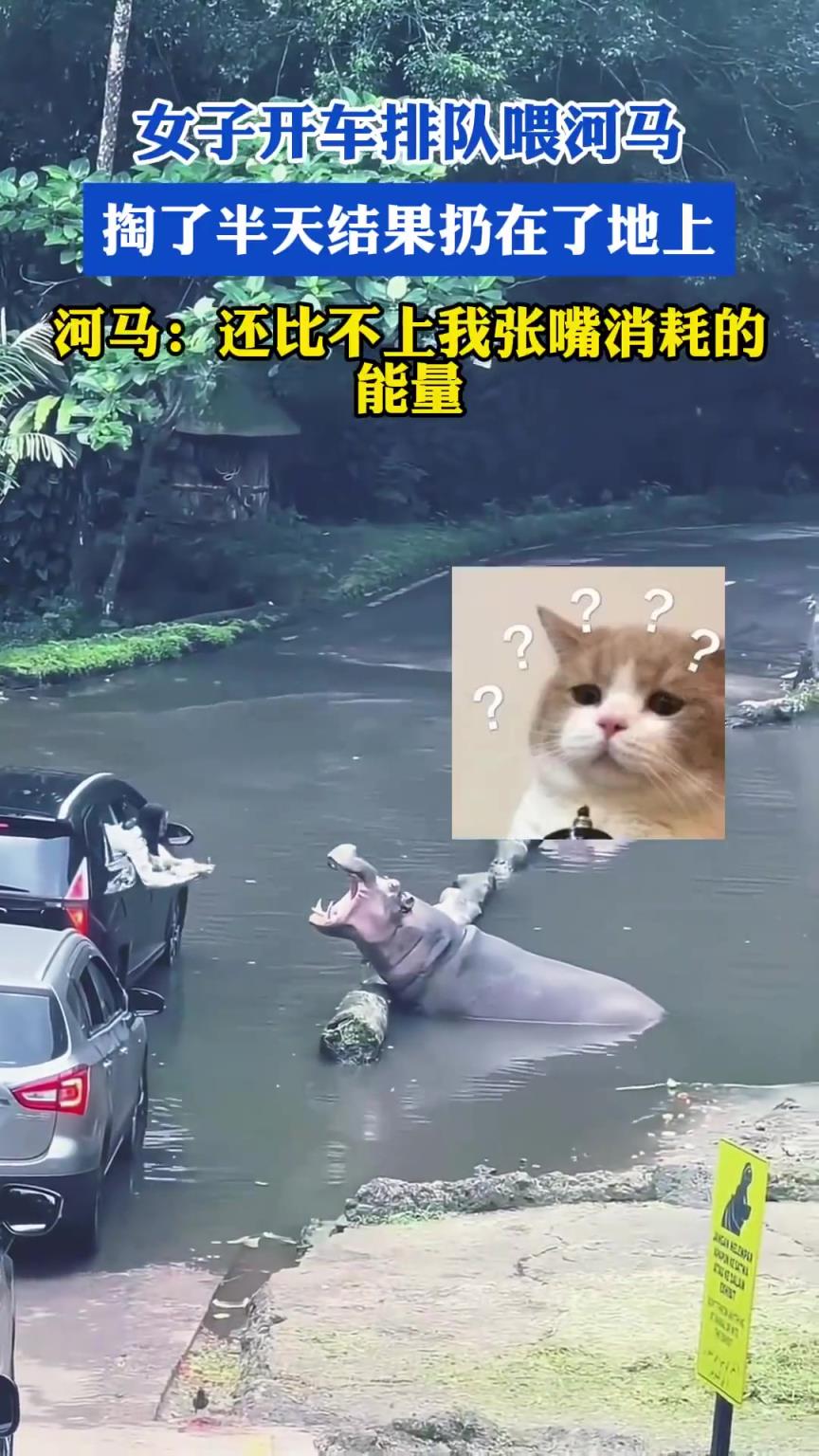 女子开车排队喂河马，掏了半天结果扔在了地上