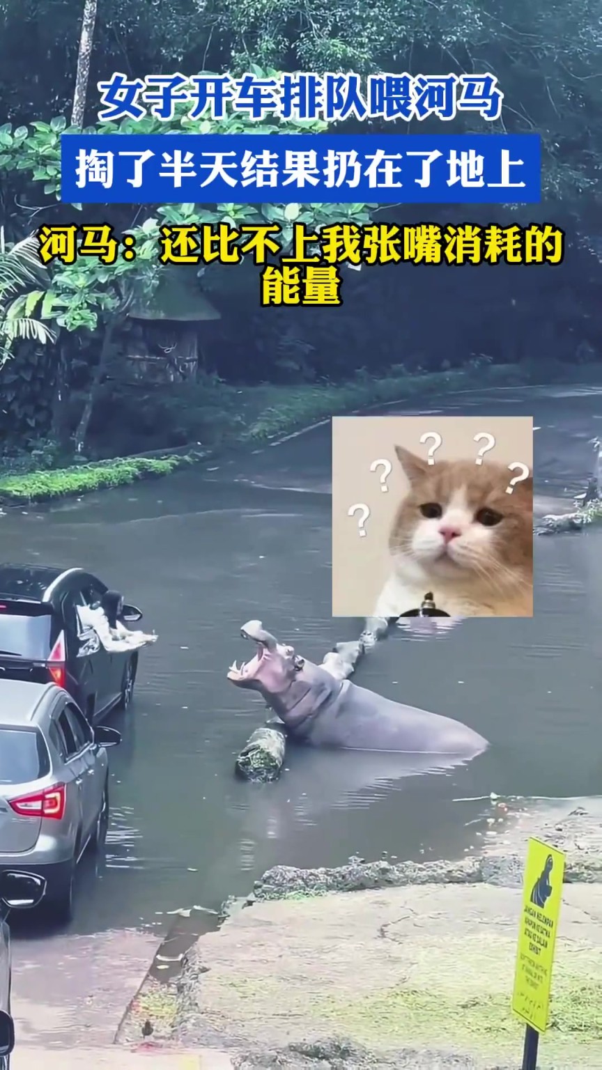 女子開車排隊(duì)喂河馬，掏了半天結(jié)果扔在了地上