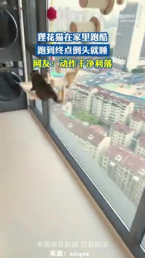 貍花貓?jiān)诩依锱芸?，跑到終點(diǎn)倒頭就睡