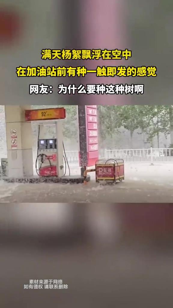 满天杨絮飘浮在空中 在加油站前有种一触即发的感觉