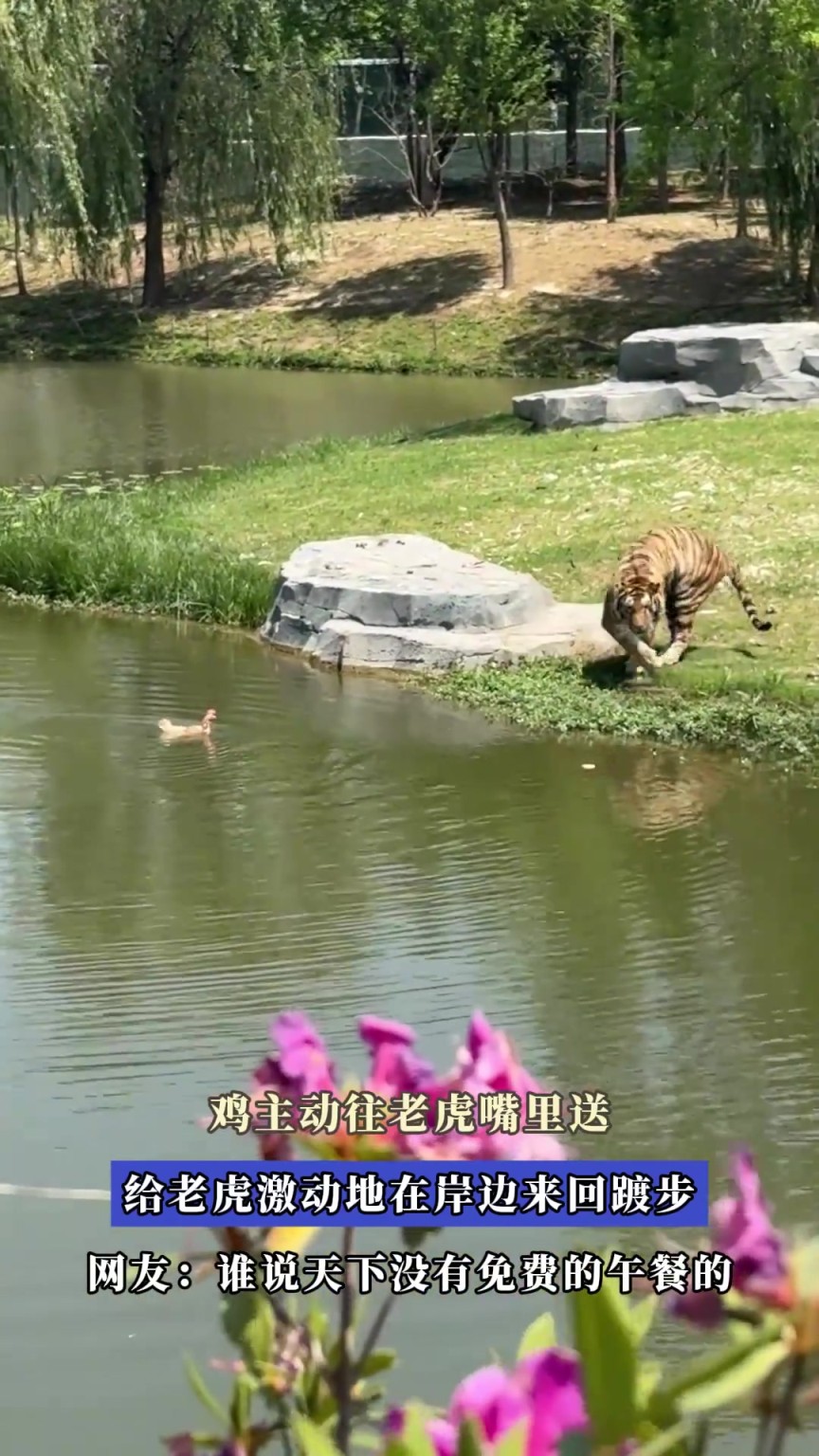 雞主動往老虎嘴里送，給老虎激動地在岸邊來回踱步