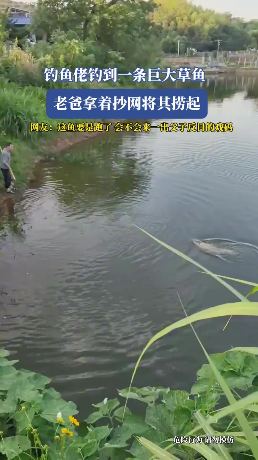 釣魚佬釣到一條巨大草魚，老爸拿著抄網(wǎng)將其撈起