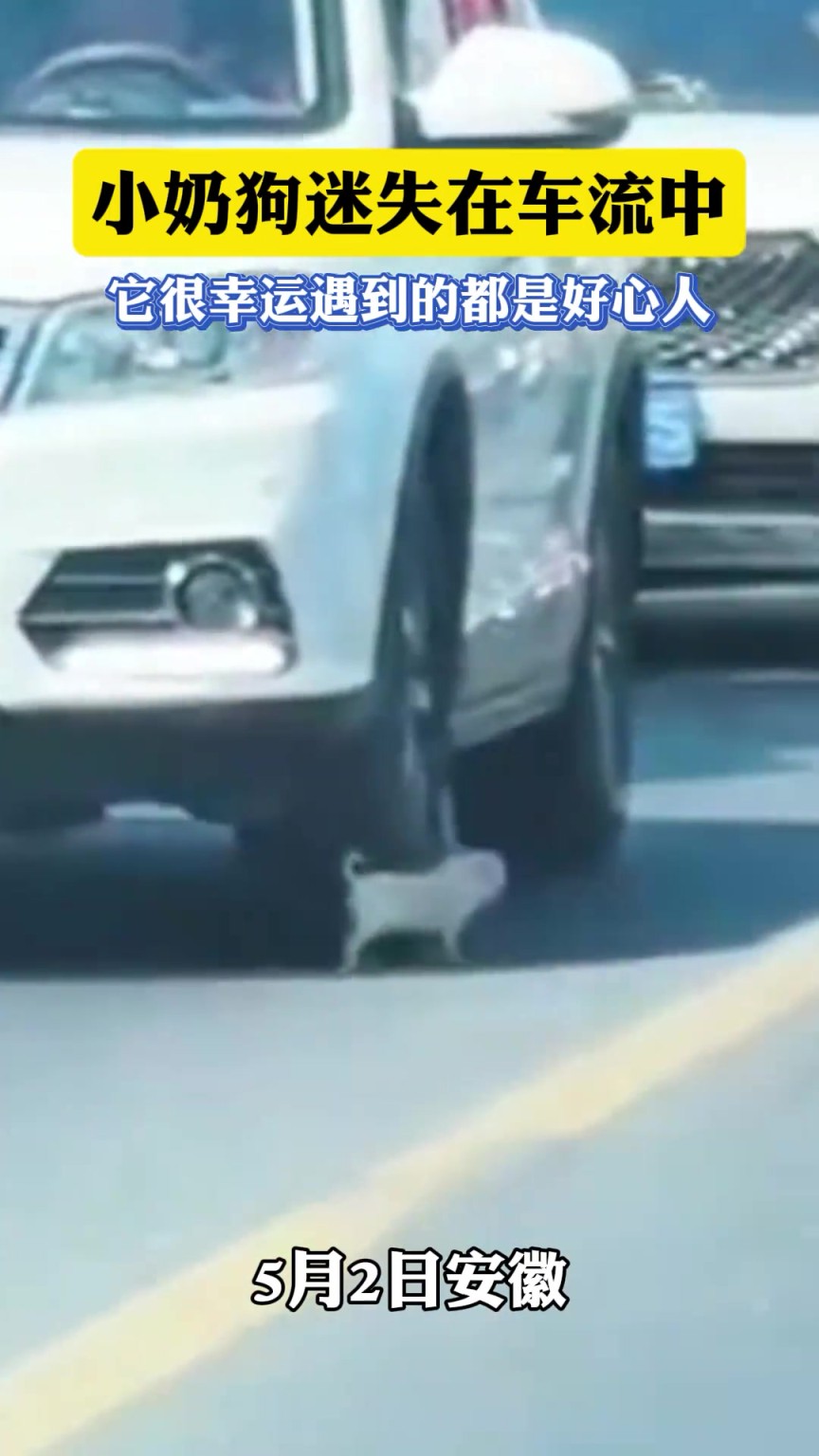 小奶狗迷失在車流中，它很幸運遇到的都是好心人