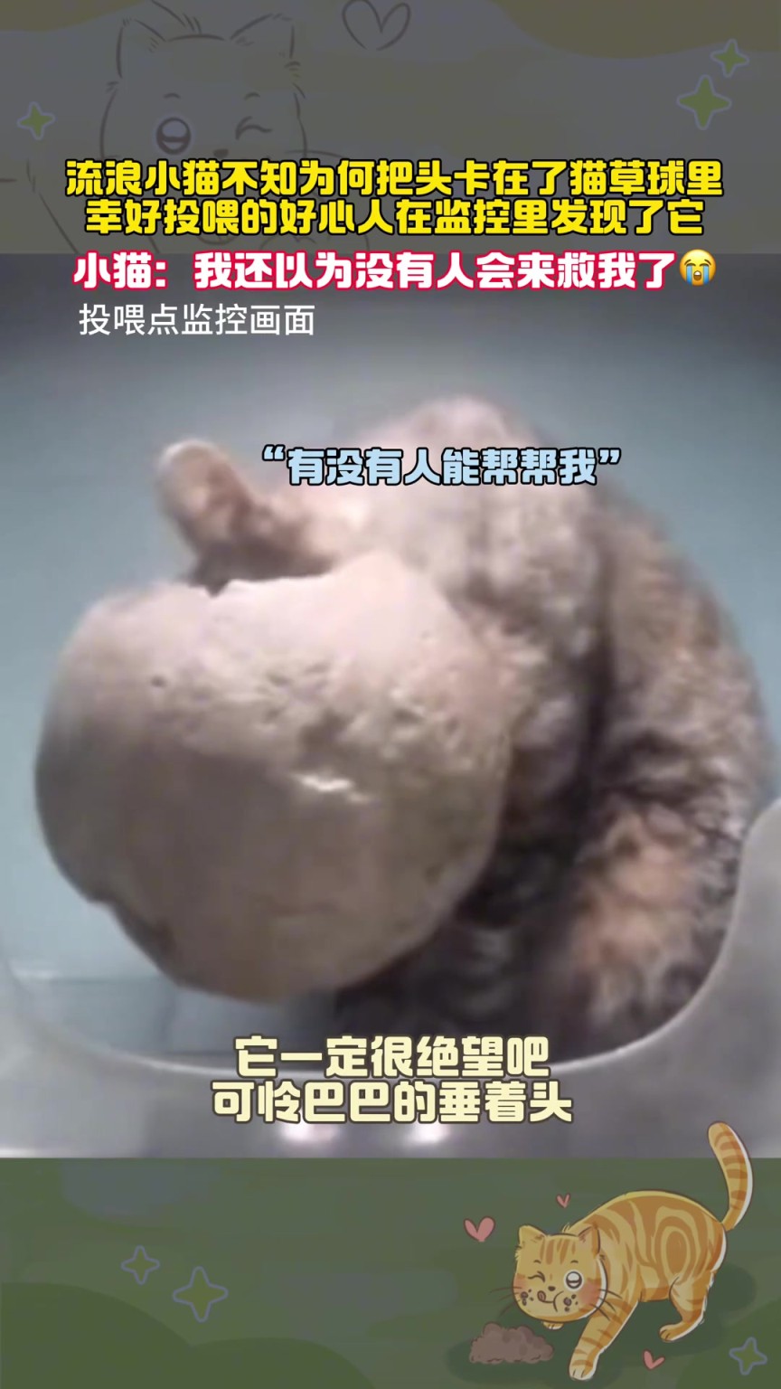 小貓：我以為不會(huì)有人來(lái)救我了