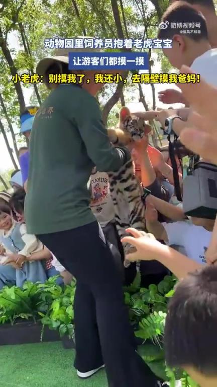 动物园饲养员抱老虎宝宝供游客抚摸