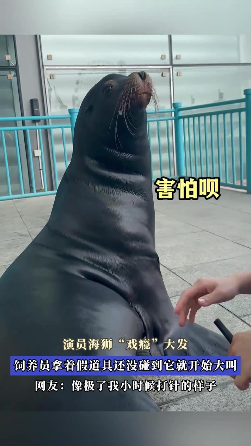 演員海獅“戲癮”大發(fā)，飼養(yǎng)員拿著假道具還沒碰到它就開始大叫