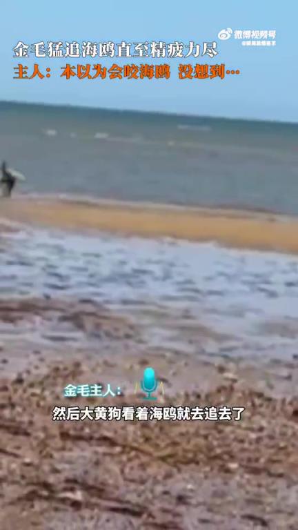 金毛猛追海鸥至筋疲力尽，结局操作令人惊呆