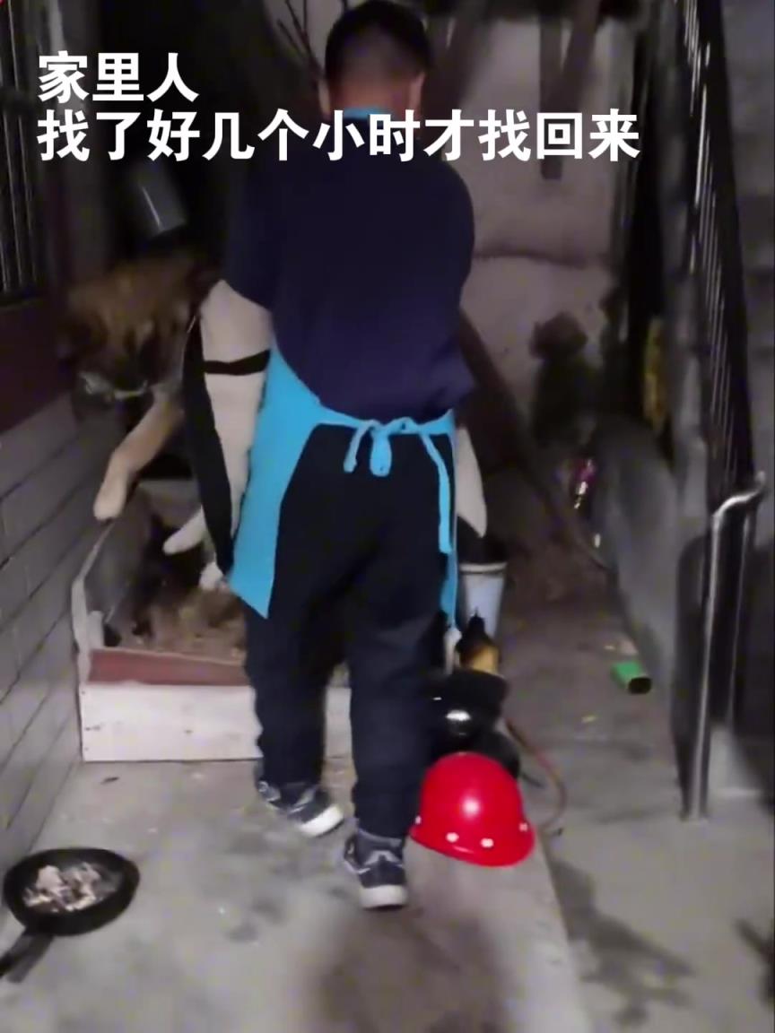 狗死之前为什么离开家