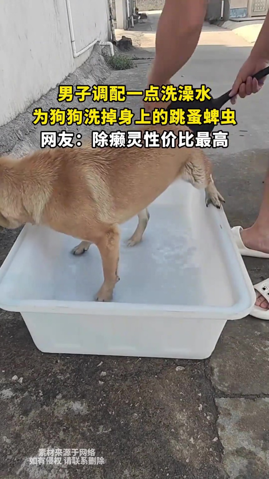 男子調(diào)配一點(diǎn)洗澡水，為狗狗洗掉身上的跳蚤蜱蟲(chóng)