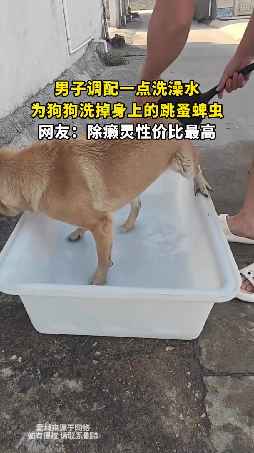 男子调配一点洗澡水，为狗狗洗掉身上的跳蚤蜱虫