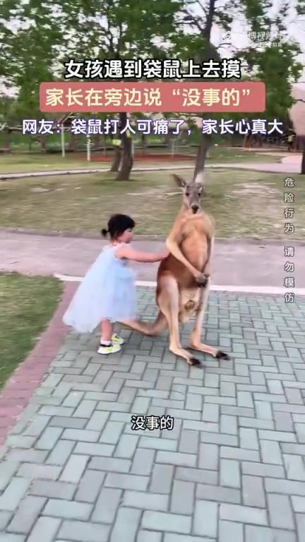 女孩伸手摸袋鼠，家长一旁称“没事”