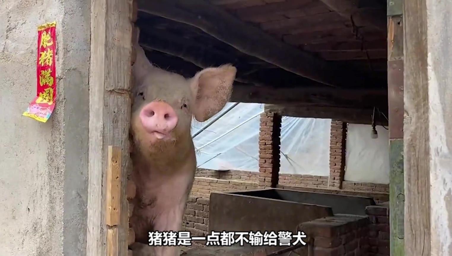 猪的嗅觉比狗更强，更聪明。为什么猪不能当警猪