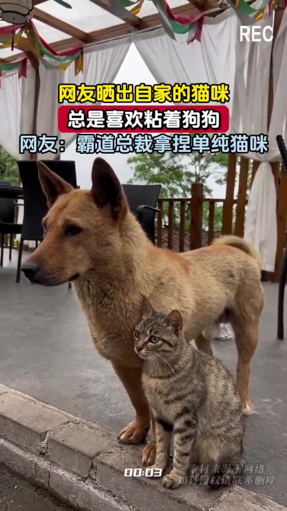 網(wǎng)友曬出自家的貓咪，總是喜歡粘著狗狗