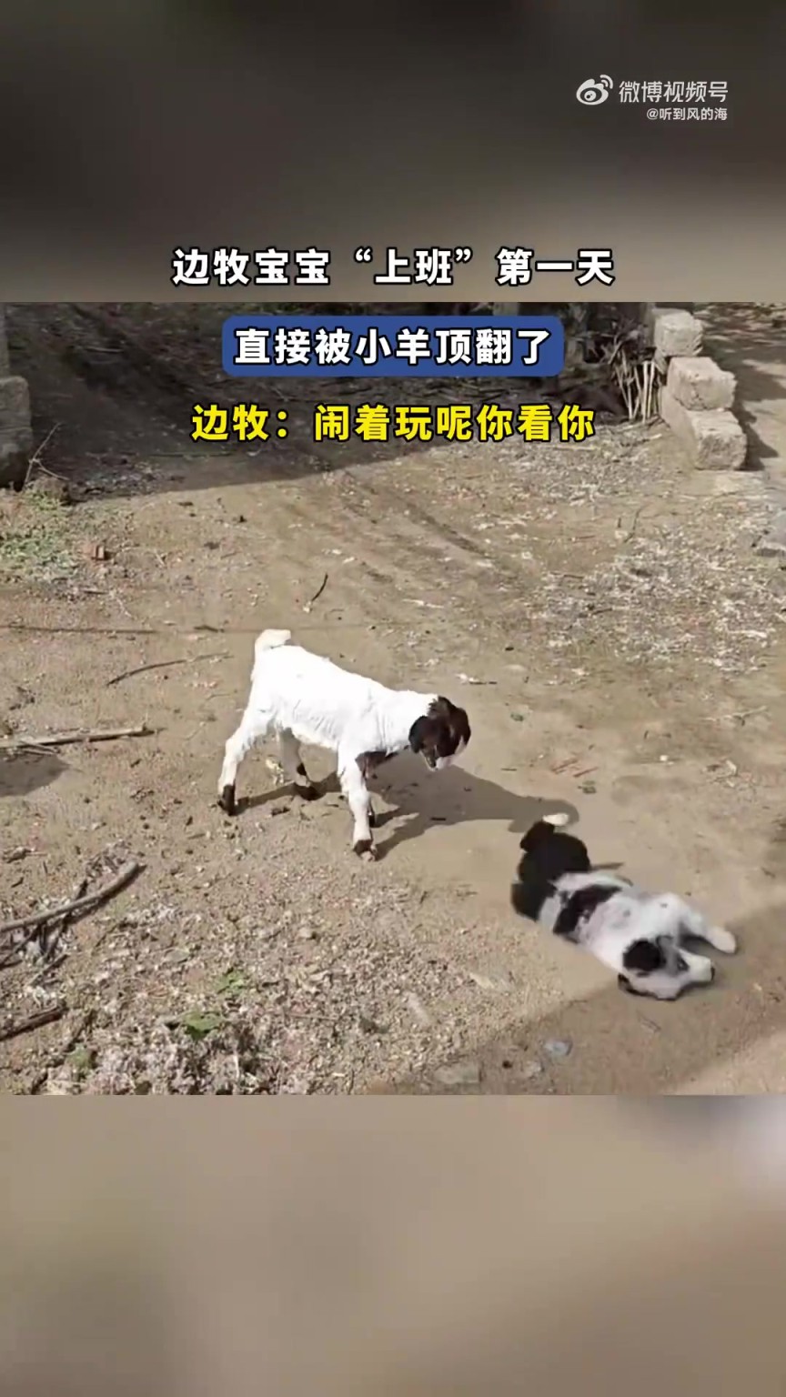 邊牧寶寶“上班”第一天直接被小羊頂翻了，邊牧：鬧著玩呢你看你