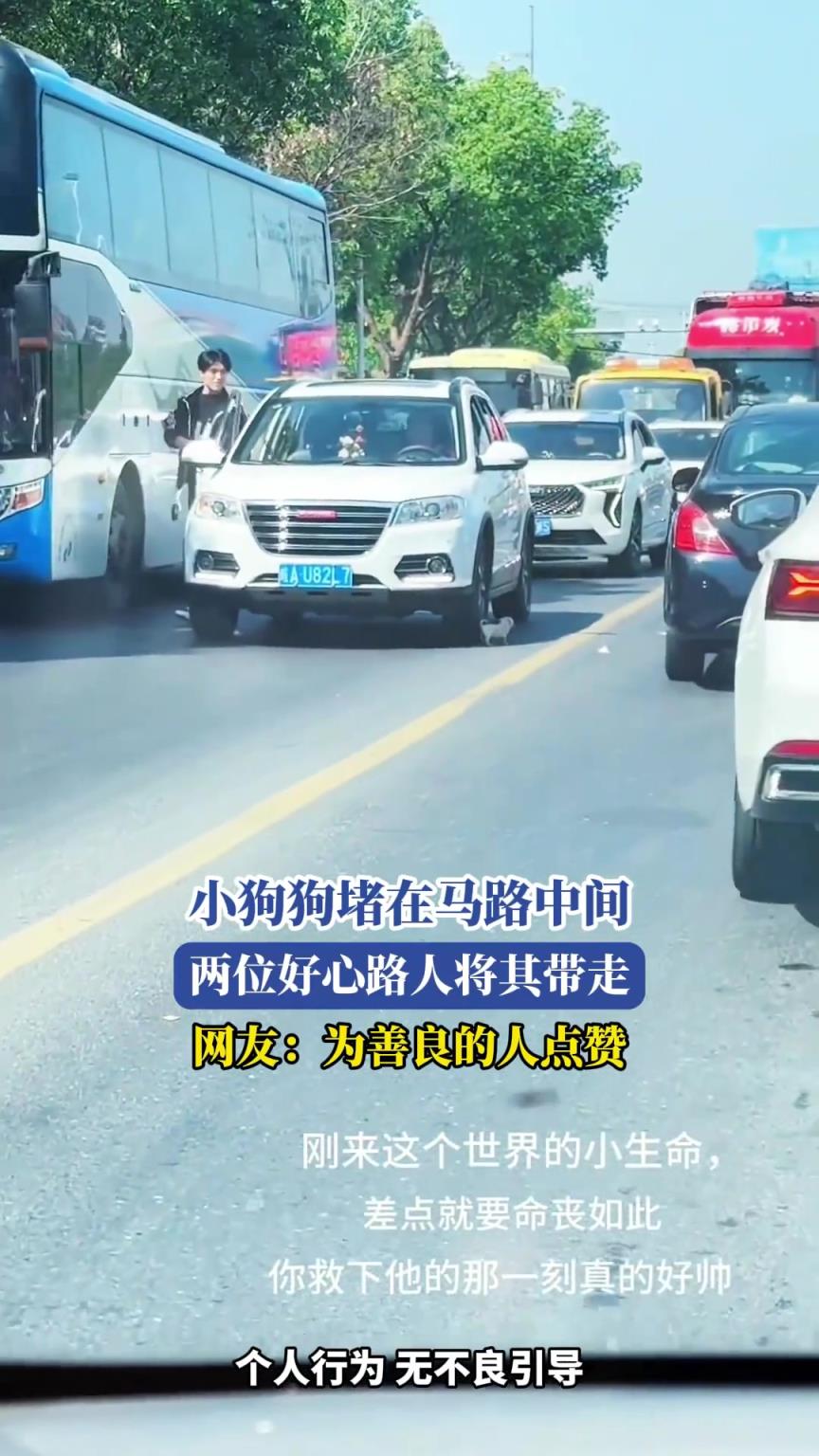 小狗狗堵在马路中间，好心路人将其带走，网友：为善良的人点赞