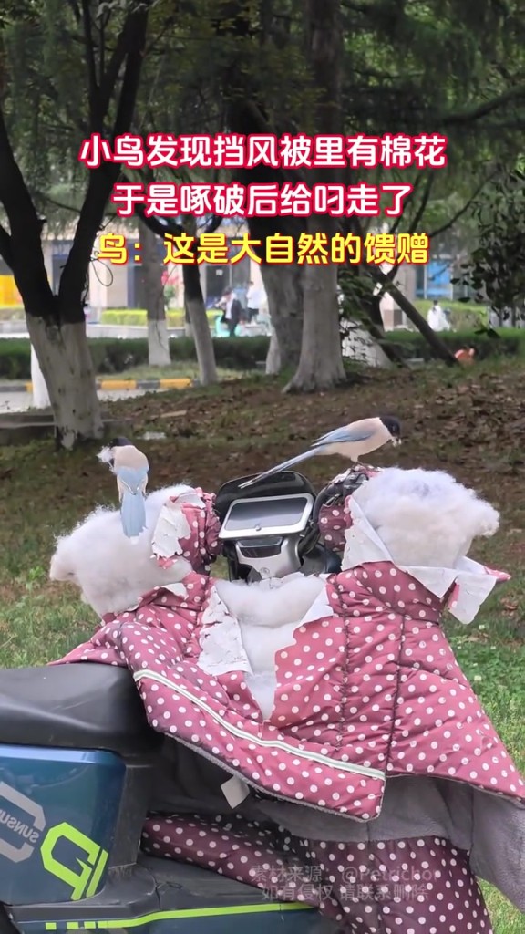 小鳥發(fā)現(xiàn)擋風(fēng)被里有棉花 于是啄破后給叼走了