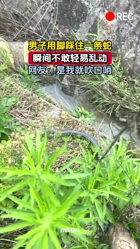 男子用脚踩住一条蛇 瞬间不敢轻易乱动