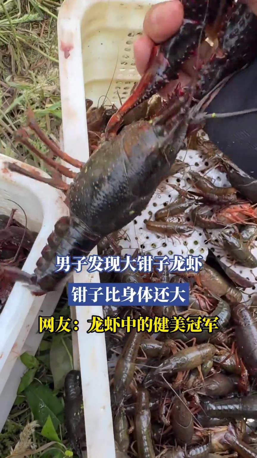 男子發(fā)現(xiàn)大鉗子龍蝦，鉗子比身體還大，網(wǎng)友：龍蝦中的健美冠軍