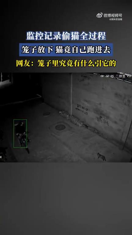 监控记录偷猫全过程：放下笼子猫竟自行跑进 有何吸引？