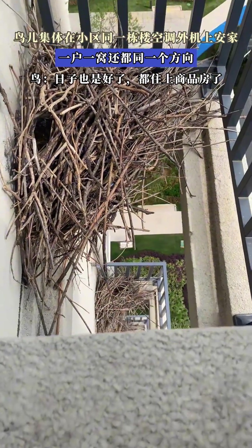 鳥兒集體在小區(qū)同一棟樓空調(diào)外機上安家，一戶一窩還都同一個方向