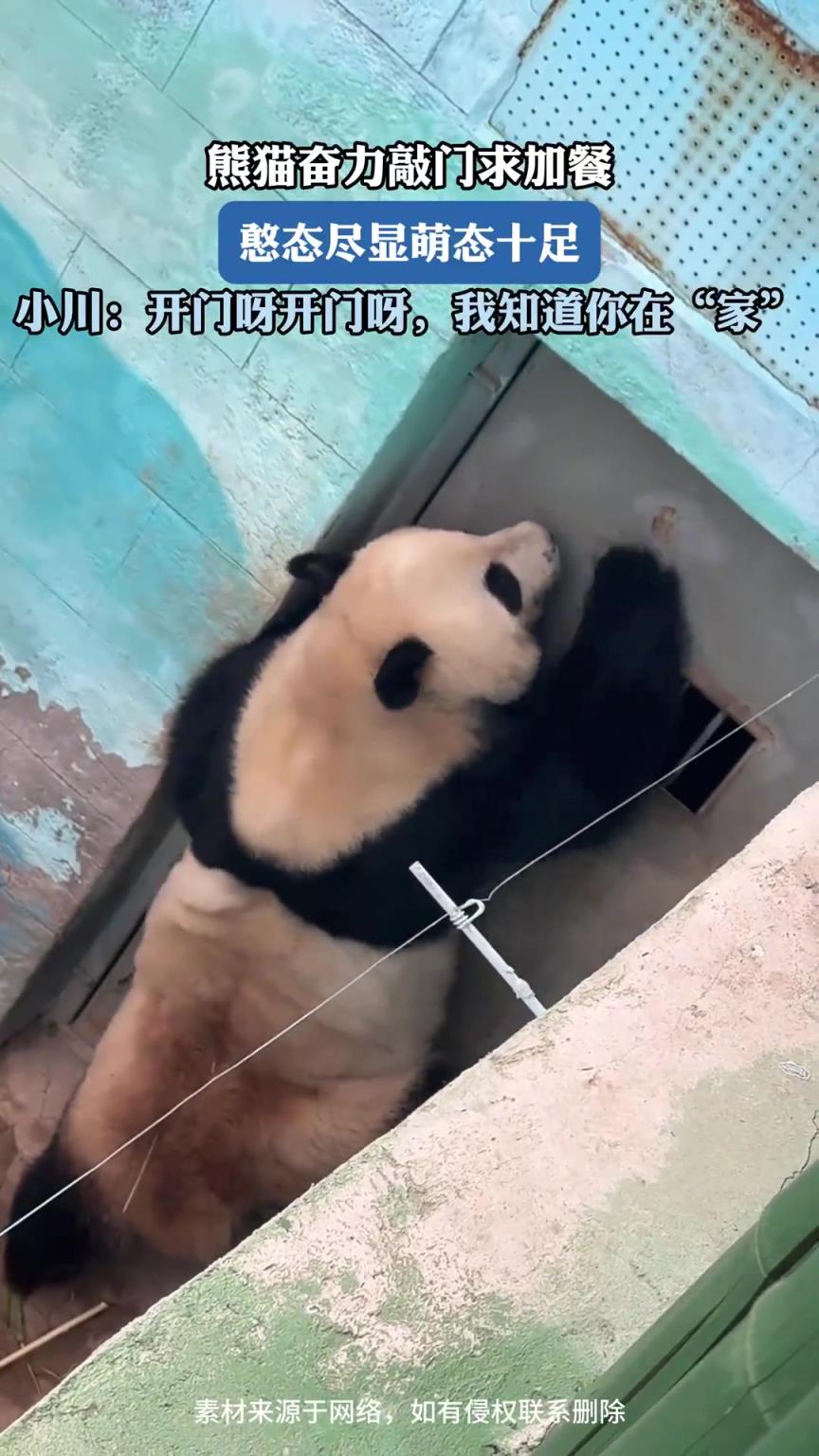 熊猫奋力敲门求加餐，憨态尽显萌态十足