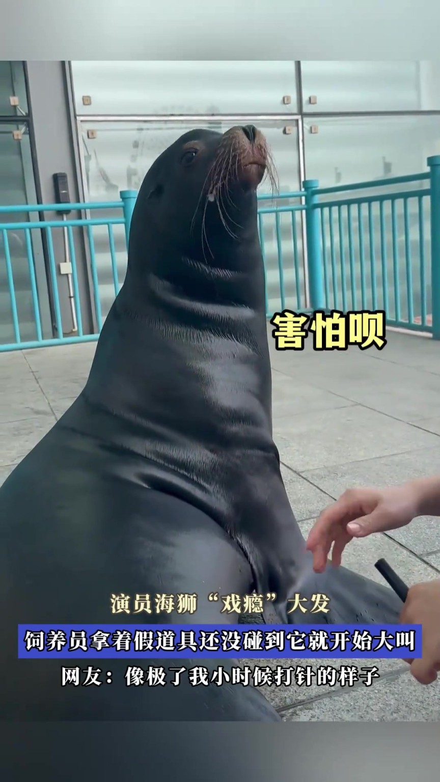演員海獅“戲癮”大發(fā)，飼養(yǎng)員拿著假道具還沒碰到它就開始大叫