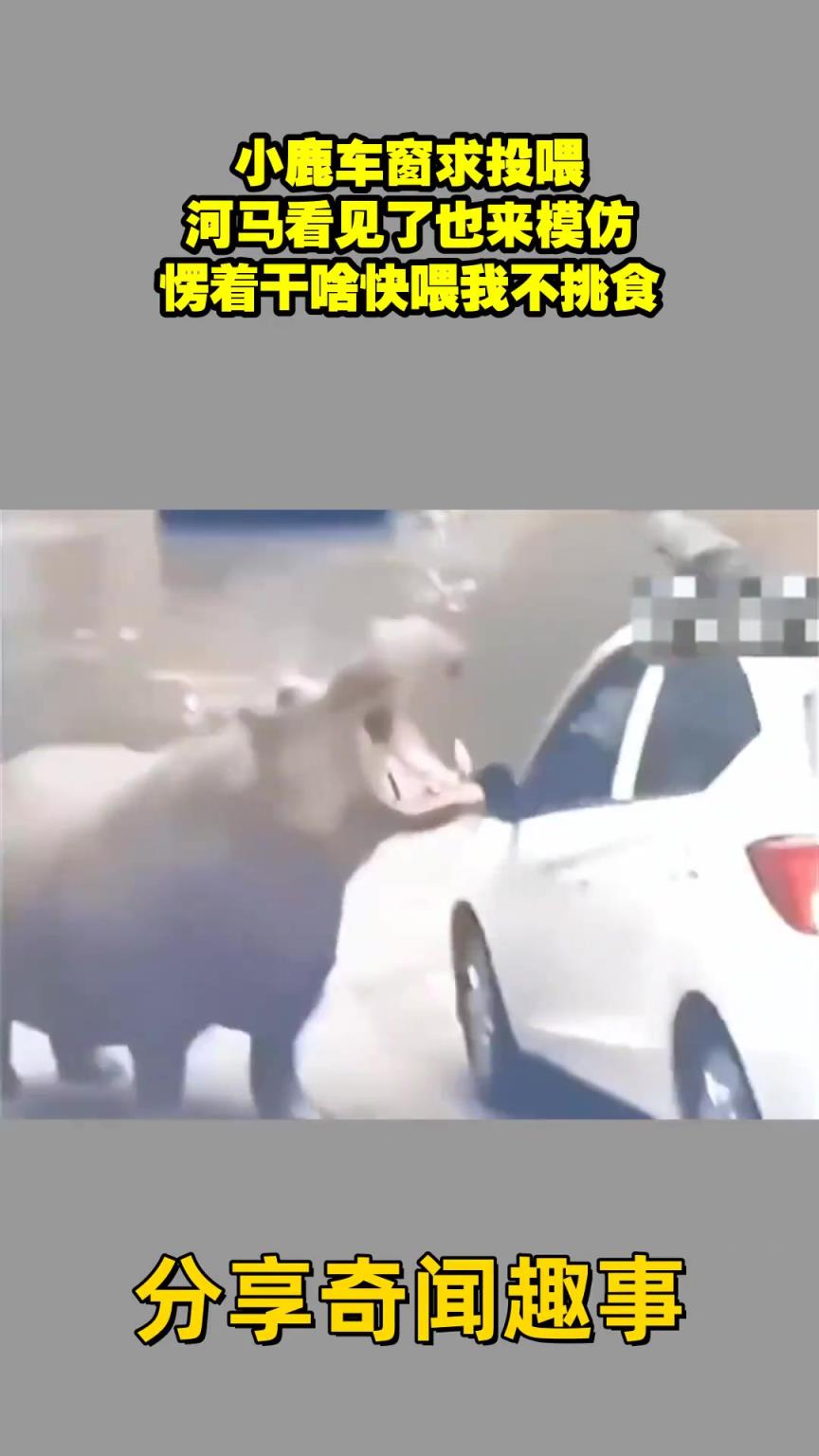 小鹿車窗求投喂，河馬看見(jiàn)了也來(lái)模仿，愣著干啥快喂我不挑食
