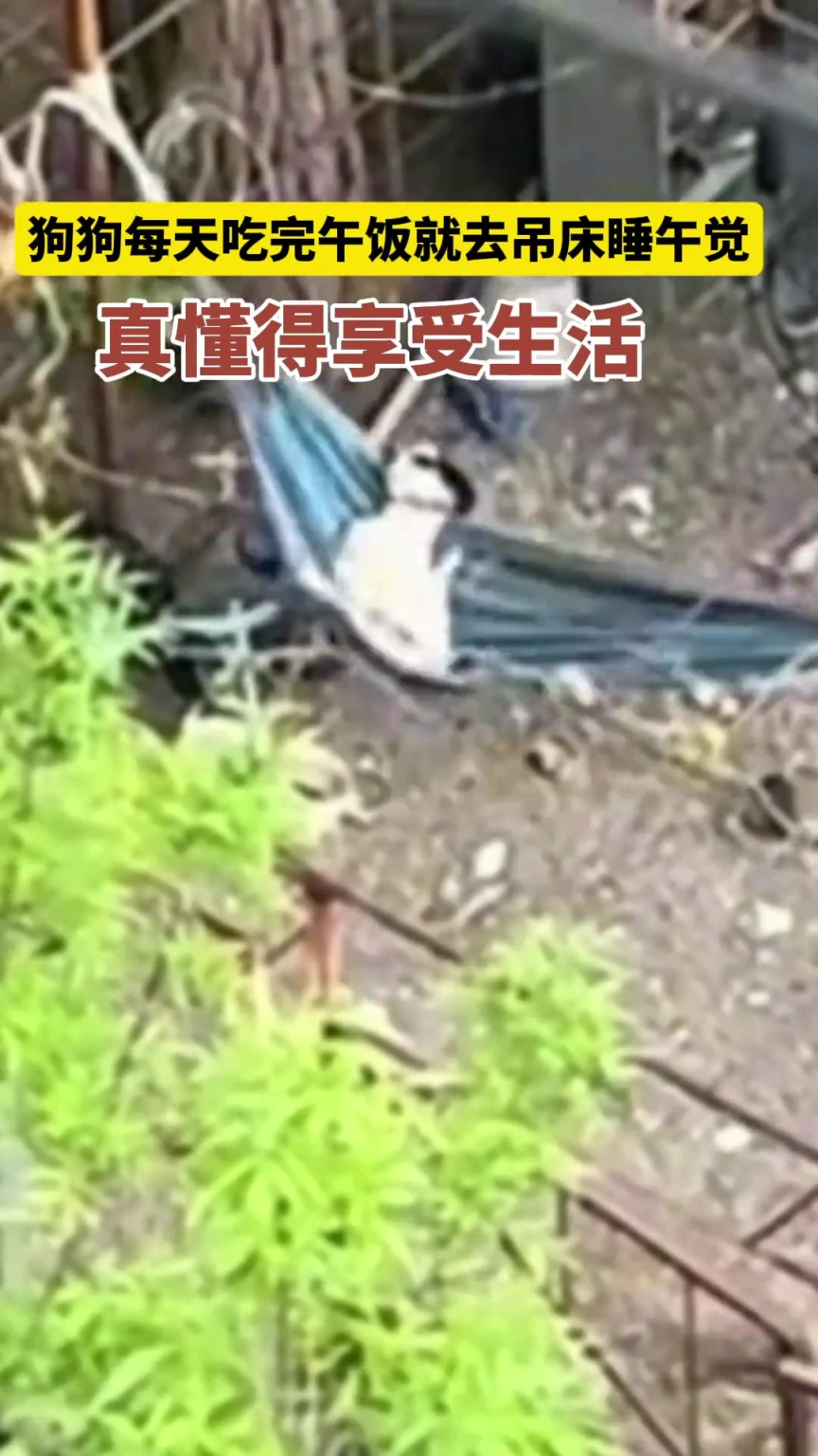 狗狗每天吃完午飯就去吊床睡午覺(jué)