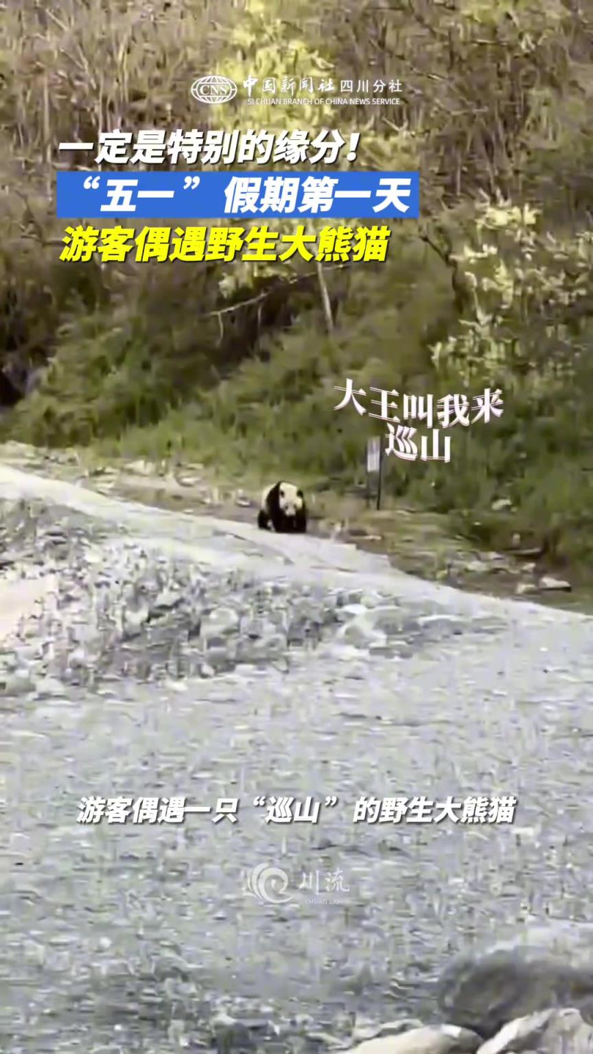 “五一”假期第一天，游客偶遇“巡山”野生大熊貓。