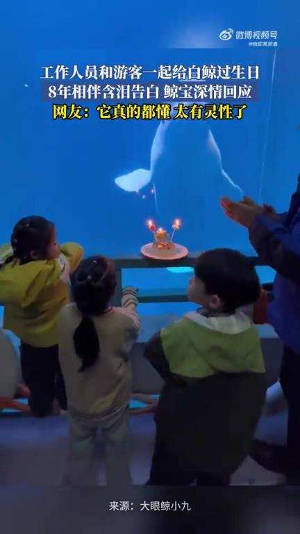 工作人員和游客一起給白鯨過生日，8年相伴含淚告白鯨寶深情回應(yīng)