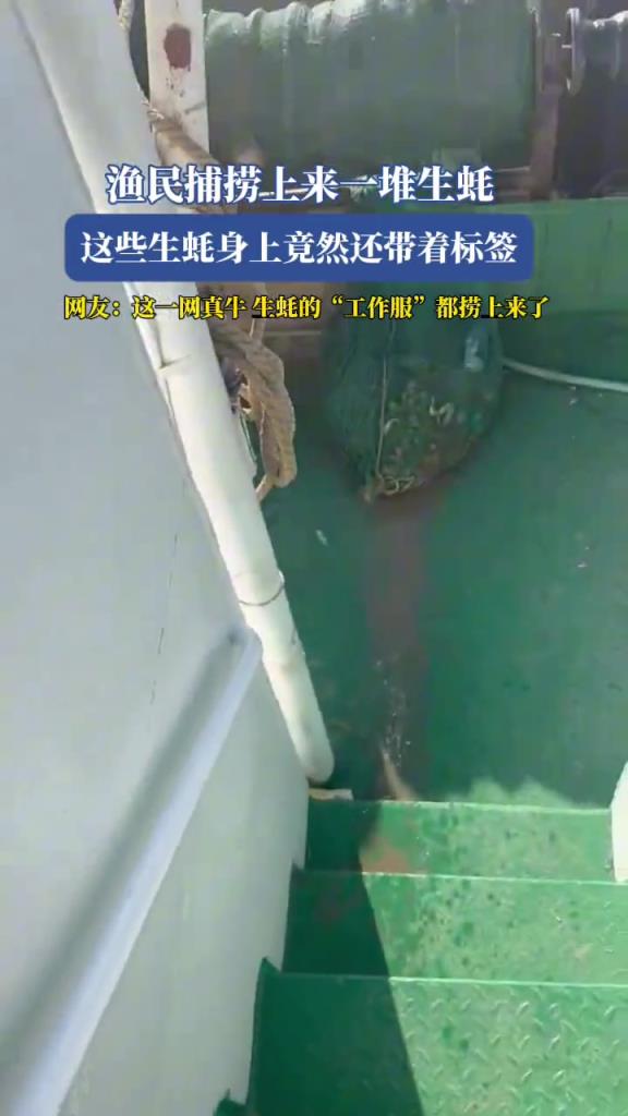 漁民捕撈上來一堆生蠔,這些生蠔身上竟然還帶著標(biāo)簽!!!