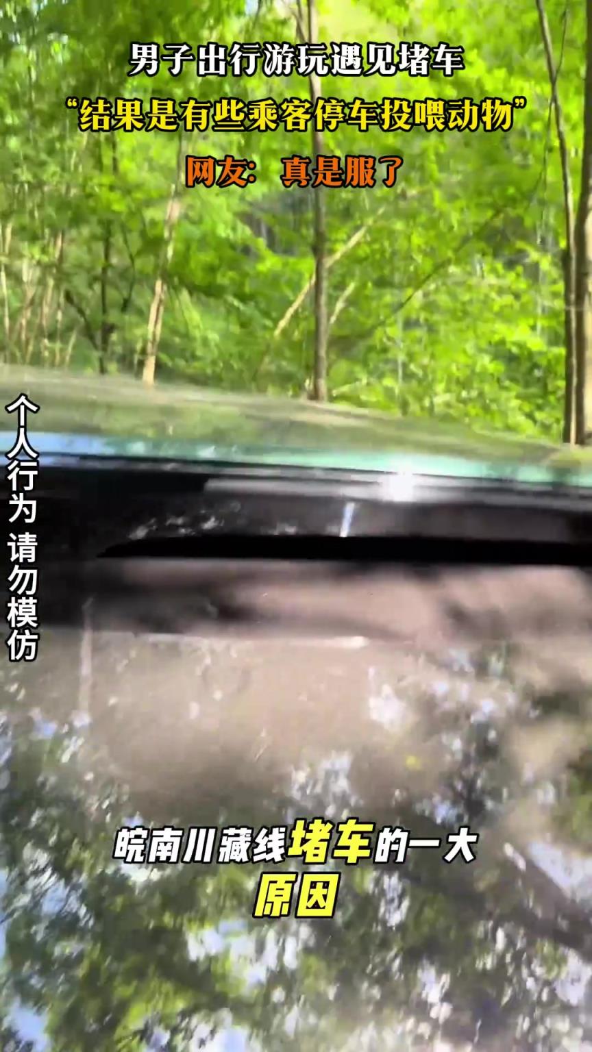 男子出行游玩遇见堵车，结果是有些乘客停车投喂动物