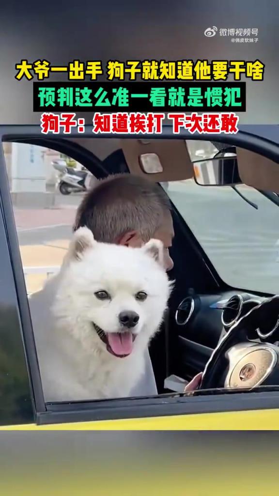 狗子：知道挨打，下次还敢