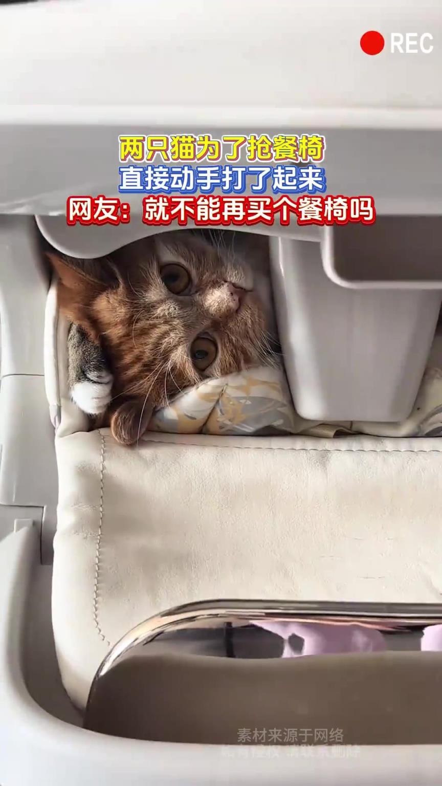 两只猫为了抢餐椅，直接动手打了起来，网友：就不能再买个餐椅吗