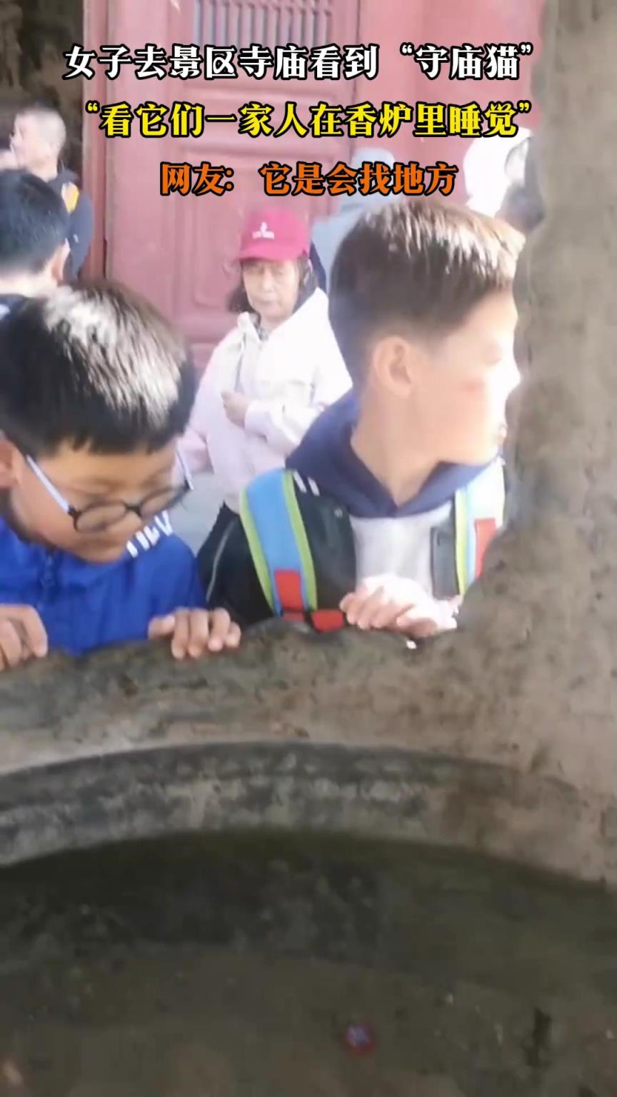 女子去景区寺庙看到“守庙猫”，看它们一家人在香炉里睡觉