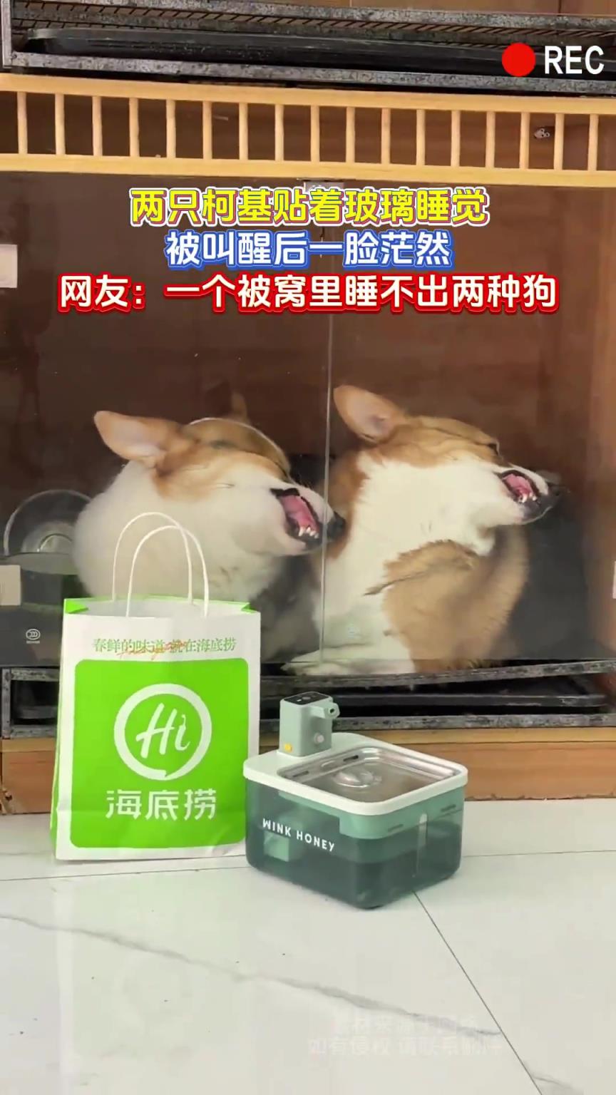 两只柯基贴着玻璃睡觉，被叫醒后一脸茫然