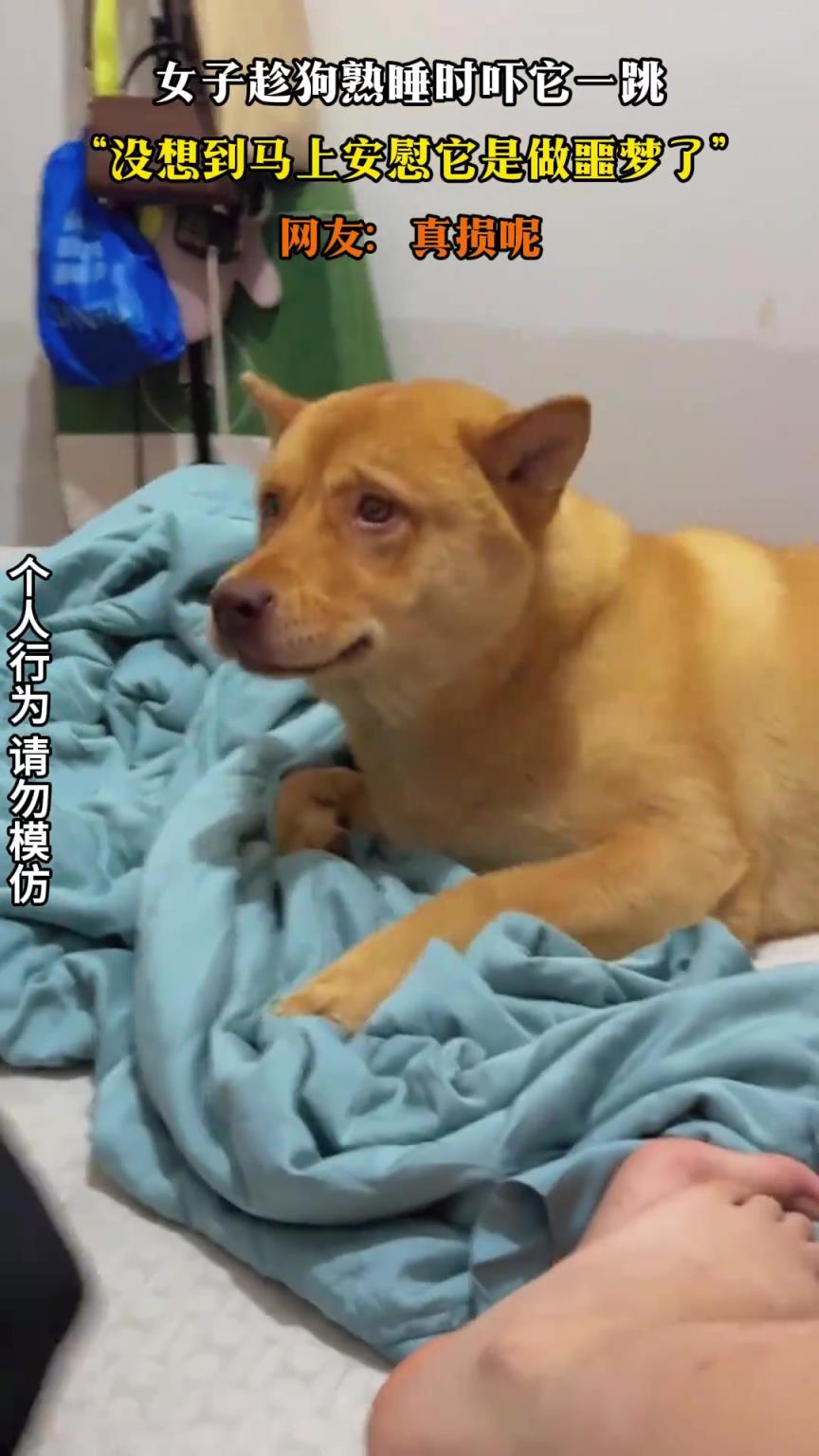 女子趁狗熟睡时吓它一跳，没想到马上安慰它是做噩梦了