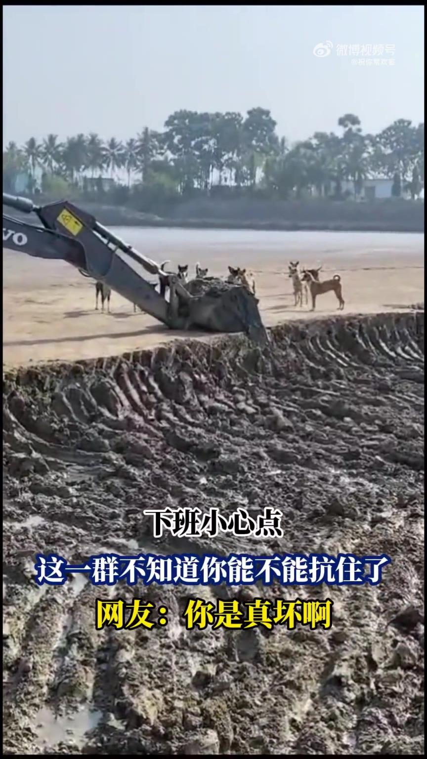 下班小心点，这一群不知道你能不能抗住了，网友：你是真坏啊！