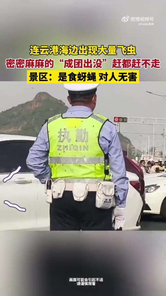 连云港海边出现大量飞虫，密密麻麻的“成团出没”