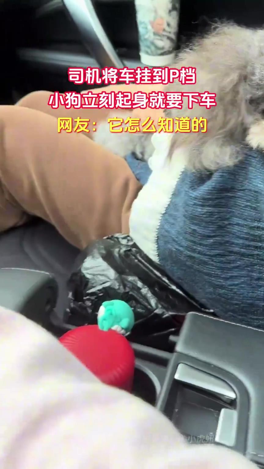 司机将车挂到P档，小狗立刻起身就要下车，网友：它怎么知道的