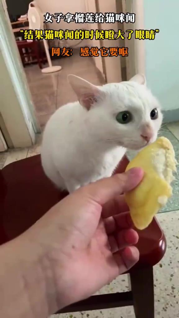 女子拿榴莲给猫咪闻 结果猫咪闻的时候瞪大了眼睛
